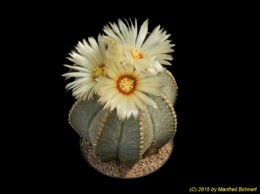 Astrophytum coahuilensis 782